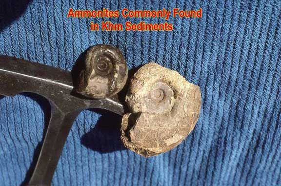ammonite shells