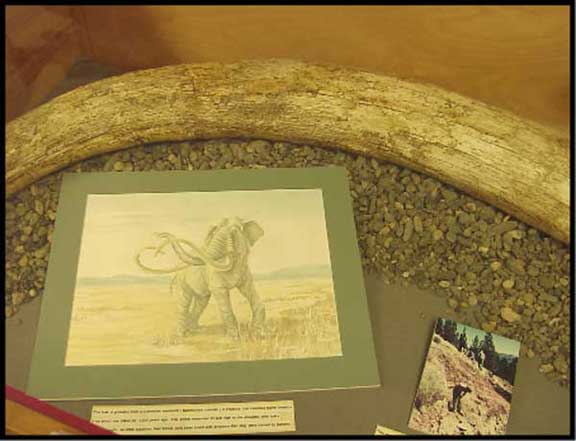 mammoth-tusk